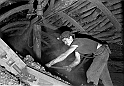 souvenirs en noir et blanc (450)